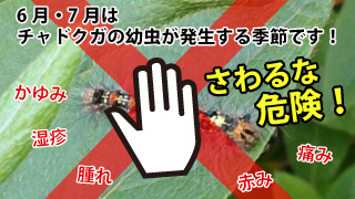 6月・7月はチャドクガの幼虫が発生する季節です。