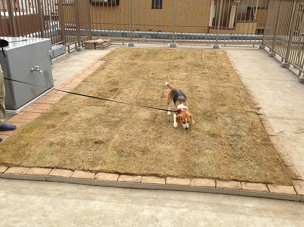 ドッグラン造りました ペット共生マンション 屋上芝生 緑化隊 屋上緑化メンテナンスの専門家