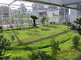 屋上庭園 芝生の庭園