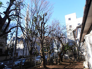 お庭の植木の剪定　after