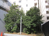 ホテルの植栽の剪定　before