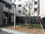 ホテルの植栽の剪定　after