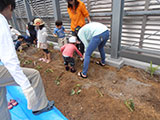 サツマイモ苗の定植
