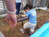 子供たちにサツマイモ畑の立札を立ててもらいました。