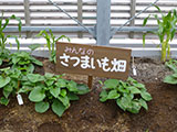 定植後一か月ほどのサツマイモ畑