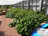 夏には畑からはみ出すほど葉が茂ります。