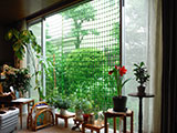 お部屋の中から見た緑のカーテン