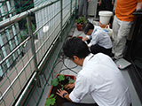屋上菜園　オフィスの菜園2