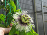 パッションフルーツ 花