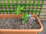 植えたばかりのパッションフルーツ