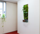 植物壁 施工後