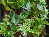 植物壁 部分