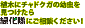 チャドクガの駆除は緑化隊にご相談ください！
