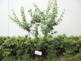小学校 卒業記念植樹 2
