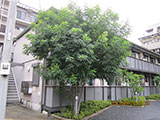 植木剪定 before