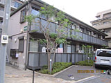 植木剪定 after