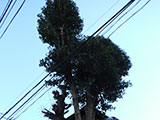 庭木のお手入れ3 before