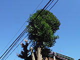 庭木のお手入れ3 after