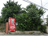 庭木のお手入れ2 before