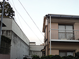庭木のお手入れ4 after