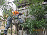 植木のお手入れ