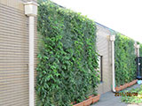 企業ビルの壁面緑化