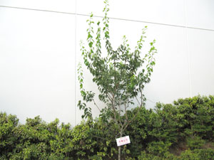 20100724青軸