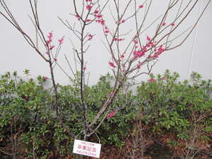 20110225
