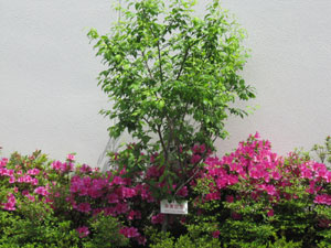 20110506 寒紅梅