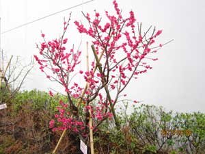 20110506 寒紅梅