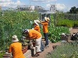 マンション屋上のプランター菜園では実った野菜を住民の皆様にお好きなときに収穫していただいています。