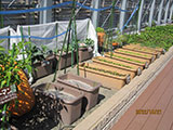 マンション屋上のプランター菜園