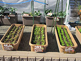 プランター菜園